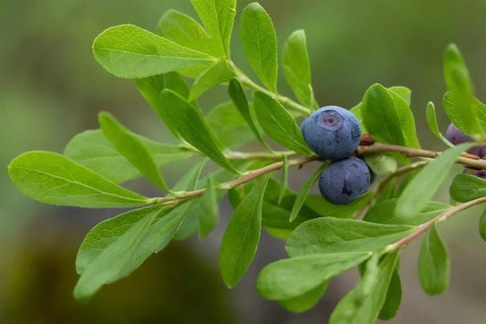 Health Life Bilberry Plus Luteinとは？成分・特徴・選び方を徹底解説